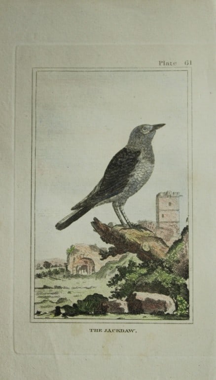 Buffon - Hand coloured engraving of Jackdaw 1812: This engraving is from Natural History General and Particular by Georges-Louis Leclerc Count de Buffon.Published by T. Cadell and Davies et al, 1812Size: 7.5in x 5in (19cm x 13cm)