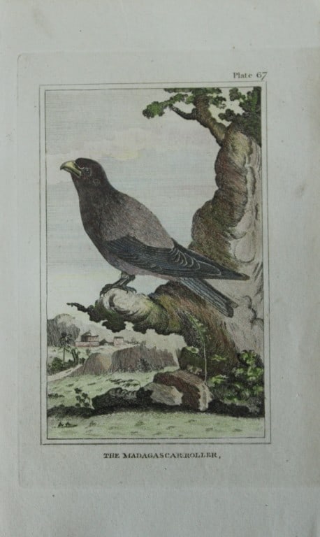 Buffon - Hand coloured engraving of Madagascar Roller 1812: This hand coloured engraving is from Natural History General and Particular by Georges-Louis Leclerc Count de Buffon.Published by T. Cadell and Davies et al, 1812Size: 7.5in x 5in (19cm x 13cm)