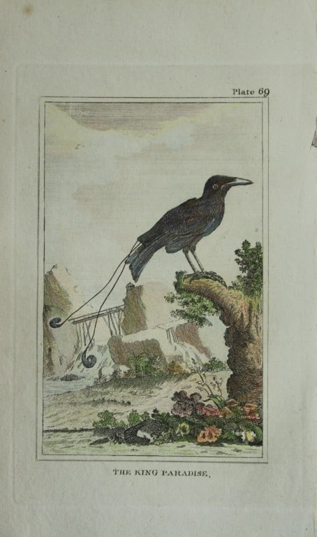 Buffon - Hand coloured engraving of King Bird of Paradise 1812: This hand coloured engraving is from Natural History General and Particular by Georges-Louis Leclerc Count de Buffon.Published by T. Cadell and Davies et al, 1812Size: 7.5in x 5in (19cm x 13cm)