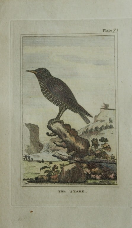 Buffon - Hand coloured engraving of Stare 1812: This hand coloured engraving is from Natural History General and Particular by Georges-Louis Leclerc Count de Buffon.Published by T. Cadell and Davies et al, 1812Size: 7.5in x 5in (19cm x 13cm)