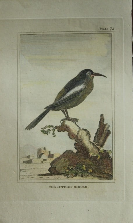 Buffon - Hand coloured engraving of Icteric Oriole 1812: This hand coloured engraving is from Natural History General and Particular by Georges-Louis Leclerc Count de Buffon.Published by T. Cadell and Davies et al, 1812Size: 7.5in x 5in (19cm x 13cm)