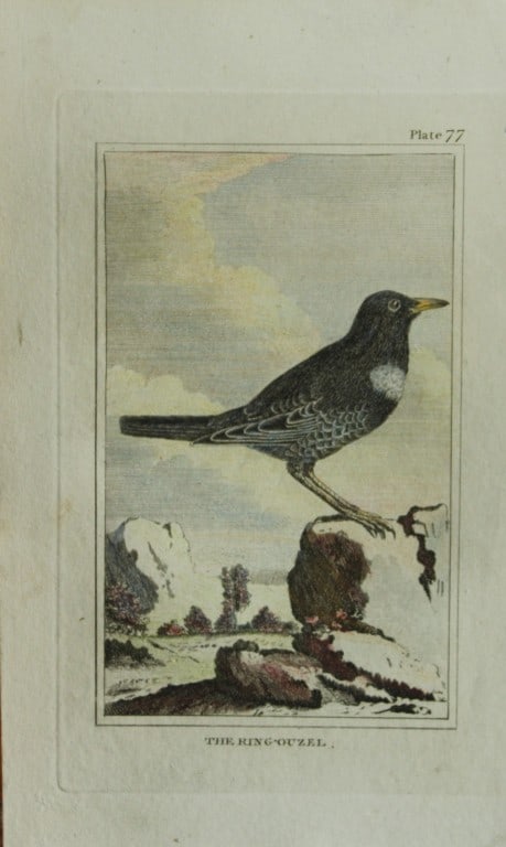 Buffon - Hand coloured engraving of King Ouzel 1812: This hand coloured engraving is from Natural History General and Particular by Georges-Louis Leclerc Count de Buffon.Published by T. Cadell and Davies et al, 1812Size: 7.5in x 5in (19cm x 13cm)