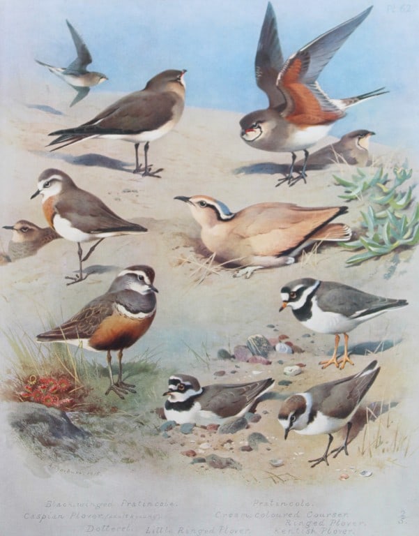 Archibald Thorburn - Chromolithograph of Plovers, Courser etc 1915: This chromolithograph is from British Birds by Archibald Thorburn. Published in 1915 by Longmans, Green and Co, London. Size: approx. 12in x 9.5in (31cm x 24cm)