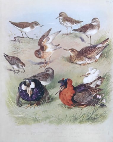 Archibald Thorburn - Chromolithograph of Sandpipers, Ruff etc 1915: This chromolithograph is from British Birds by Archibald Thorburn. Published in 1915 by Longmans, Green and Co, London. Size: approx. 12in x 9.5in (31cm x 24cm)