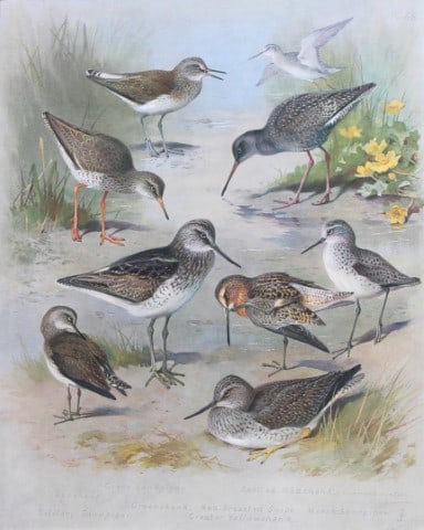 Archibald Thorburn - Chromolithograph of Sandpipers, Redshanks etc 1915: This chromolithograph is from British Birds by Archibald Thorburn. Published in 1915 by Longmans, Green and Co, London. Size: approx. 12in x 9.5in (31cm x 24cm)