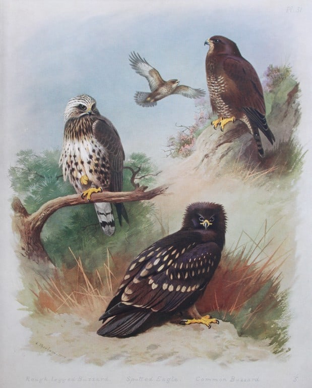 Archibald Thorburn - Chromolithograph of Eagle and Buzzards 1915 (1 of 1)