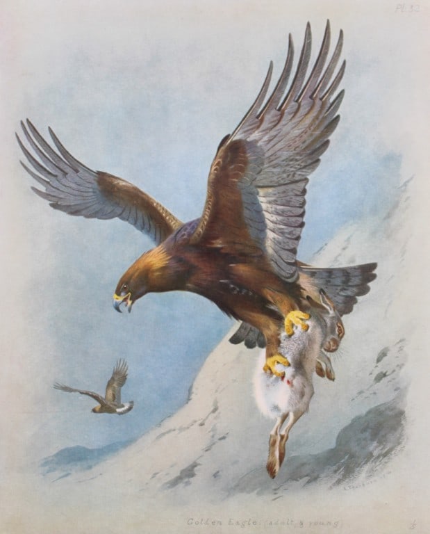 Archibald Thorburn - Chromolithograph of Golden Eagle 1915 (1 of 1)