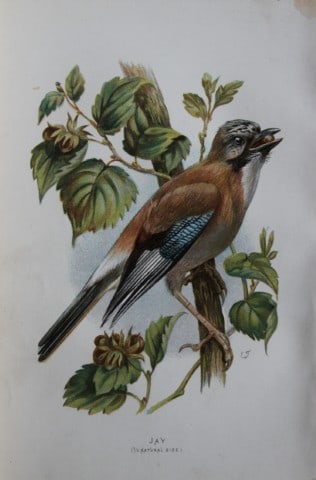 Eliza Turk - Jay 1883: This chromolithographic plate is from Familiar Wild Birds by Walter Swaysland. Published by Cassell and Company, London 1883.The illustrators for this work were Archibald Thorburn, AF Lydon and Eliza 