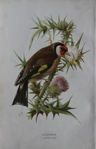 Eliza Turk - Goldfinch 1883: This chromolithographic plate is from Familiar Wild Birds by Walter Swaysland. Published by Cassell and Company, London 1883.The illustrators for this work were Archibald Thorburn, AF Lydon and Eliza 