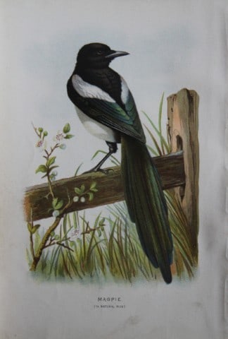 Eliza Turk - Magpie 1883: This chromolithographic plate is from Familiar Wild Birds by Walter Swaysland. Published by Cassell and Company, London 1883.The illustrators for this work were Archibald Thorburn, AF Lydon and Eliza 