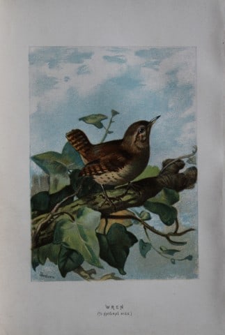 Archibald Thorburn - Wren 1883: This chromolithographic plate is from Familiar Wild Birds by Walter Swaysland. Published by Cassell and Company, London 1883.The illustrators for this work were Archibald Thorburn, AF Lydon and Eliza 
