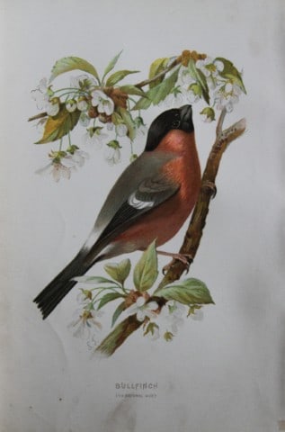 Eliza Turk - Bullfinch 1883 (1 of 1)