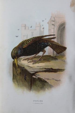 Eliza Turk - Starling 1883: This chromolithographic plate is from Familiar Wild Birds by Walter Swaysland. Published by Cassell and Company, London 1883.The illustrators for this work were Archibald Thorburn, AF Lydon and Eliza 