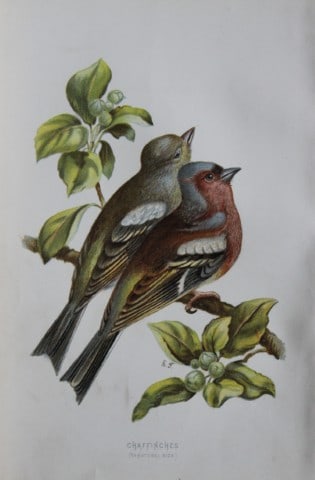 Eliza Turk - Chaffinches 1883: This chromolithographic plate is from Familiar Wild Birds by Walter Swaysland. Published by Cassell and Company, London 1883.The illustrators for this work were Archibald Thorburn, AF Lydon and Eliza 