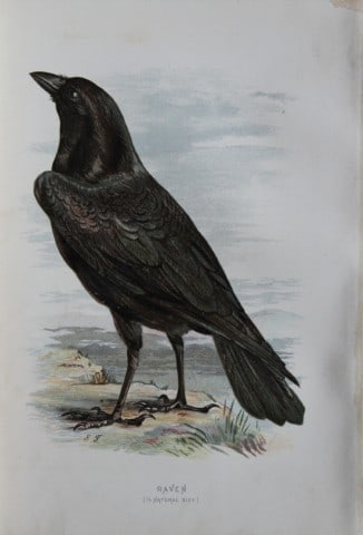 Eliza Turk - Raven 1883: This chromolithographic plate is from Familiar Wild Birds by Walter Swaysland. Published by Cassell and Company, London 1883.The illustrators for this work were Archibald Thorburn, AF Lydon and Eliza 