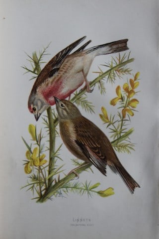 Eliza Turk - Linnets 1883 (1 of 1)