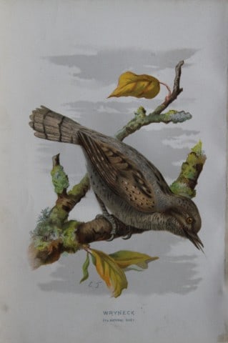 Eliza Turk - Wryneck 1883 (1 of 1)