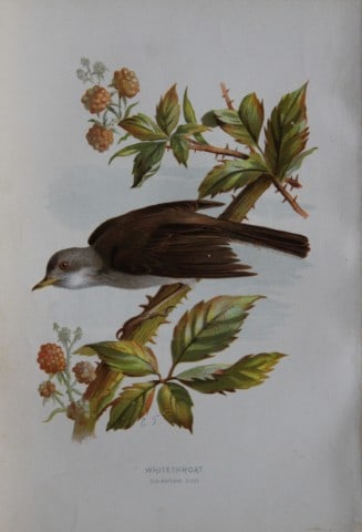 Eliza Turk - Whitethroat 1883: This chromolithographic plate is from Familiar Wild Birds by Walter Swaysland. Published by Cassell and Company, London 1883.The illustrators for this work were Archibald Thorburn, AF Lydon and Eliza 
