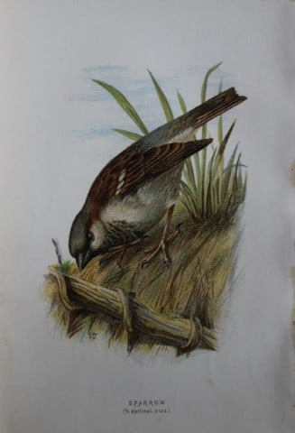 Eliza Turk - Sparrow 1883: This chromolithographic plate is from Familiar Wild Birds by Walter Swaysland. Published by Cassell and Company, London 1883.The illustrators for this work were Archibald Thorburn, AF Lydon and Eliza 