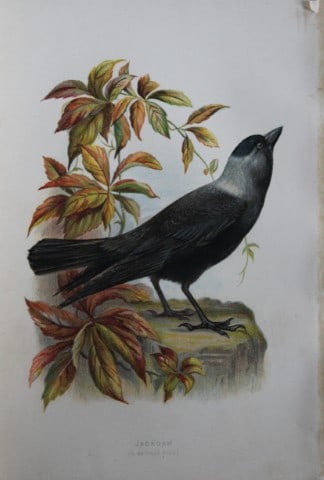 Eliza Turk - Jackdaw 1883: This chromolithographic plate is from Familiar Wild Birds by Walter Swaysland. Published by Cassell and Company, London 1883.The illustrators for this work were Archibald Thorburn, AF Lydon and Eliza 
