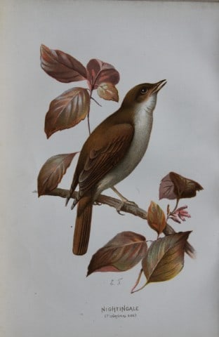 Eliza Turk - Nightingale 1883 (1 of 1)