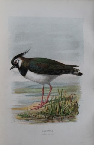 Eliza Turk - Lapwing 1883: This chromolithographic plate is from Familiar Wild Birds by Walter Swaysland. Published by Cassell and Company, London 1883.The illustrators for this work were Archibald Thorburn, AF Lydon and Eliza 