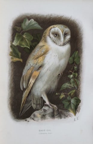 Eliza Turk - Barn Owl 1883: This chromolithographic plate is from Familiar Wild Birds by Walter Swaysland. Published by Cassell and Company, London 1883.The illustrators for this work were Archibald Thorburn, AF Lydon and Eliza 