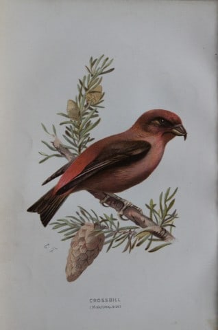 Eliza Turk - Crossbill 1883: This chromolithographic plate is from Familiar Wild Birds by Walter Swaysland. Published by Cassell and Company, London 1883.The illustrators for this work were Archibald Thorburn, AF Lydon and Eliza 