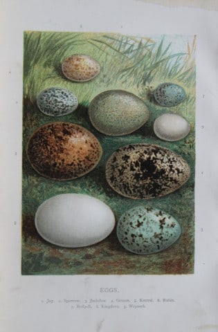 AF Lydon - Bird eggs 1883 (1 of 1)