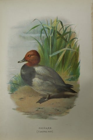 Eliza Turk - Pochard 1883: This chromolithographic plate is from Familiar Wild Birds by Walter Swaysland. Published by Cassell and Company, London 1883.The illustrators for this work were Archibald Thorburn, AF Lydon and Eliza 