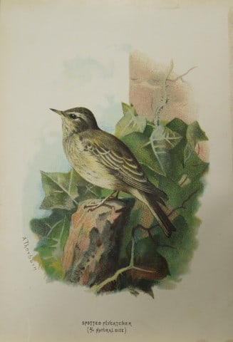 Archibal Thorburn - Spotted Flycatcher 1883: This chromolithographic plate is from Familiar Wild Birds by Walter Swaysland. Published by Cassell and Company, London 1883.The illustrators for this work were Archibald Thorburn, AF Lydon and Eliza 