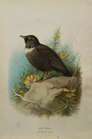 Archibal Thorburn - Ring Ouzel 1883: This chromolithographic plate is from Familiar Wild Birds by Walter Swaysland. Published by Cassell and Company, London 1883.The illustrators for this work were Archibald Thorburn, AF Lydon and Eliza 