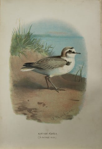 Archibal Thorburn - Kentish Plover 1883: This chromolithographic plate is from Familiar Wild Birds by Walter Swaysland. Published by Cassell and Company, London 1883.The illustrators for this work were Archibald Thorburn, AF Lydon and Eliza 