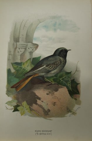 Archibal Thorburn - Black Redstart 1883: This chromolithographic plate is from Familiar Wild Birds by Walter Swaysland. Published by Cassell and Company, London 1883.The illustrators for this work were Archibald Thorburn, AF Lydon and Eliza 