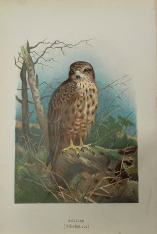 Archibal Thorburn - Buzzard 1883: This chromolithographic plate is from Familiar Wild Birds by Walter Swaysland. Published by Cassell and Company, London 1883.The illustrators for this work were Archibald Thorburn, AF Lydon and Eliza 
