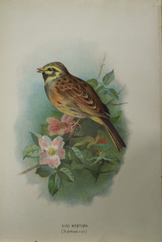 Archibal Thorburn - Cirl Bunting 1883: This chromolithographic plate is from Familiar Wild Birds by Walter Swaysland. Published by Cassell and Company, London 1883.The illustrators for this work were Archibald Thorburn, AF Lydon and Eliza 
