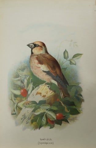 Archibal Thorburn -Hawfinch 1883: This chromolithographic plate is from Familiar Wild Birds by Walter Swaysland. Published by Cassell and Company, London 1883.The illustrators for this work were Archibald Thorburn, AF Lydon and Eliza 