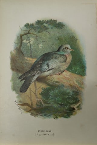 Archibal Thorburn - Stock Dove 1883: This chromolithographic plate is from Familiar Wild Birds by Walter Swaysland. Published by Cassell and Company, London 1883.The illustrators for this work were Archibald Thorburn, AF Lydon and Eliza 
