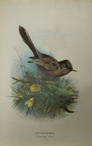 Archibal Thorburn - Dartford Warbler 1883: This chromolithographic plate is from Familiar Wild Birds by Walter Swaysland. Published by Cassell and Company, London 1883.The illustrators for this work were Archibald Thorburn, AF Lydon and Eliza 