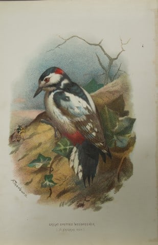 Archibal Thorburn - Great Spotted Woodpecker 1883: This chromolithographic plate is from Familiar Wild Birds by Walter Swaysland. Published by Cassell and Company, London 1883.The illustrators for this work were Archibald Thorburn, AF Lydon and Eliza 