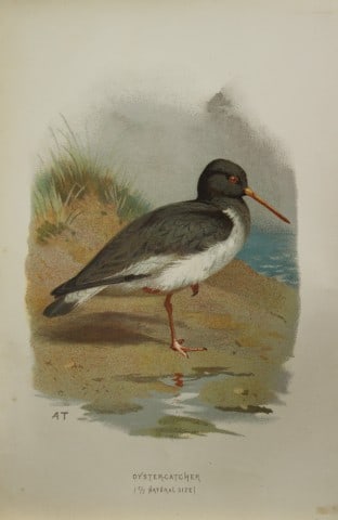 Archibal Thorburn - Oystercatcher 1883 (1 of 1)