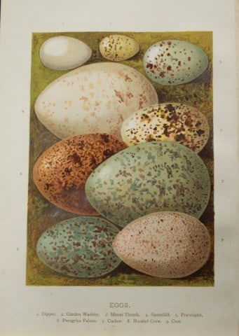 AF Lydon - Bird eggs 1883: This chromolithographic plate is from Familiar Wild Birds by Walter Swaysland. Published by Cassell and Company, London 1883.The illustrators for this work were Archibald Thorburn, AF Lydon and Eliza 
