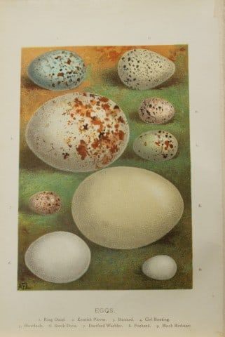 AF Lydon - Bird eggs 1883 (1 of 1)