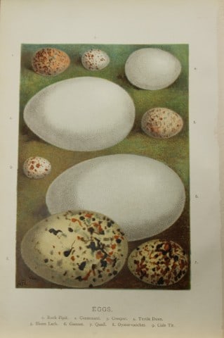 AF Lydon - Bird eggs 1883: This chromolithographic plate is from Familiar Wild Birds by Walter Swaysland. Published by Cassell and Company, London 1883.The illustrators for this work were Archibald Thorburn, AF Lydon and Eliza 