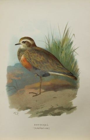 Archibal Thorburn - Dotterel 1883: This chromolithographic plate is from Familiar Wild Birds by Walter Swaysland. Published by Cassell and Company, London 1883.The illustrators for this work were Archibald Thorburn, AF Lydon and Eliza 