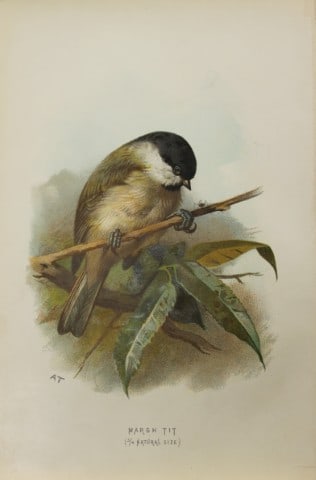 Archibal Thorburn - Marsh Tit 1883: This chromolithographic plate is from Familiar Wild Birds by Walter Swaysland. Published by Cassell and Company, London 1883.The illustrators for this work were Archibald Thorburn, AF Lydon and Eliza 