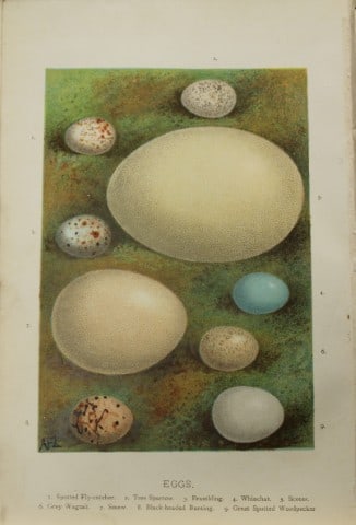 AF Lydon - Bird eggs 1883 (1 of 1)