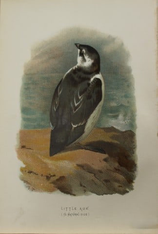 Archibal Thorburn - Little Auk 1883: This chromolithographic plate is from Familiar Wild Birds by Walter Swaysland. Published by Cassell and Company, London 1883.The illustrators for this work were Archibald Thorburn, AF Lydon and Eliza 