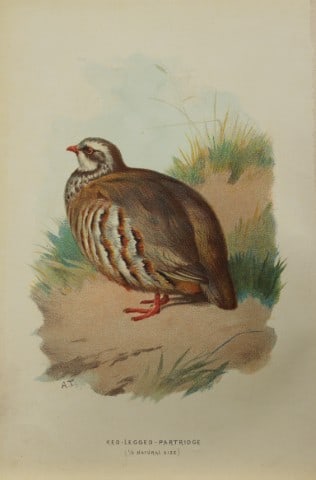 Archibal Thorburn - Red-legged Partridge 1883: This chromolithographic plate is from Familiar Wild Birds by Walter Swaysland. Published by Cassell and Company, London 1883.The illustrators for this work were Archibald Thorburn, AF Lydon and Eliza 