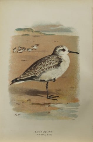 Archibal Thorburn - Sanderling 1883: This chromolithographic plate is from Familiar Wild Birds by Walter Swaysland. Published by Cassell and Company, London 1883.The illustrators for this work were Archibald Thorburn, AF Lydon and Eliza 